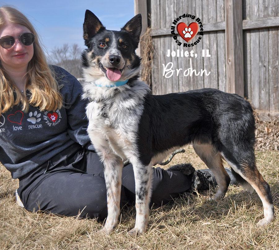 Enlarge Bronn, an adopted mixed breed in Joliet, IL image 1/3