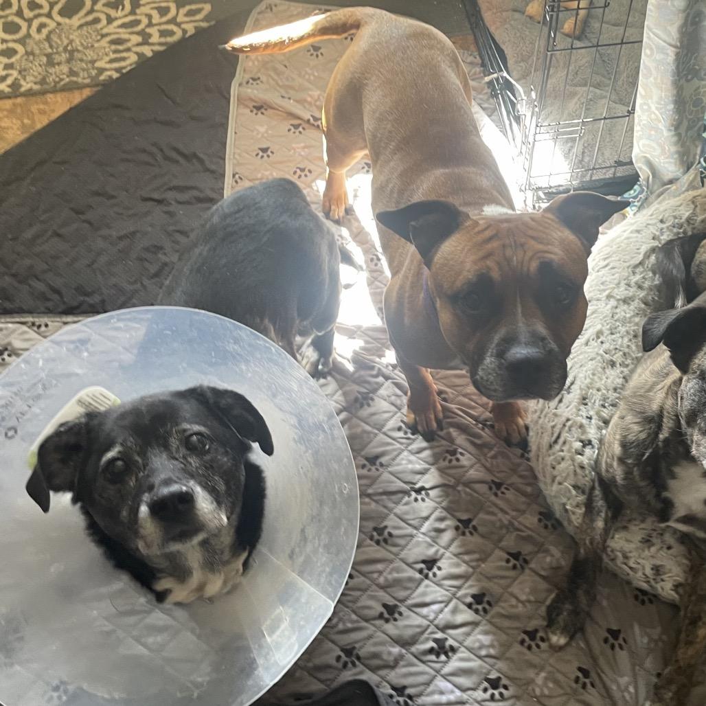 Mabel, Adoptable, Senior Female Black Labrador Retriever & Mixed Breed.