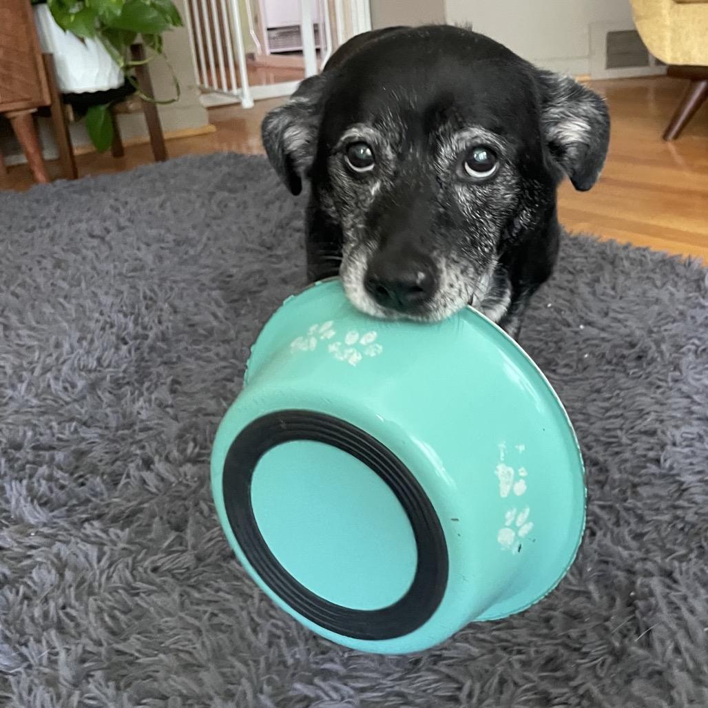 Enlarge Mabel, a Adoptable mixed breed in Northville, MI image 2/5