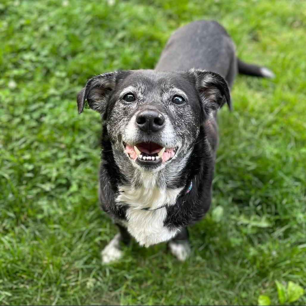 Enlarge Mabel, a Adoptable mixed breed in Northville, MI image 3/5