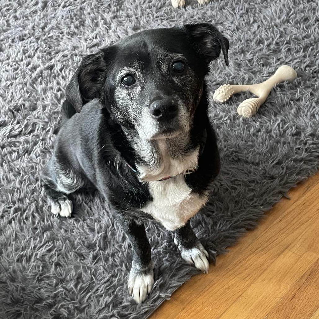 Enlarge Mabel, a Adoptable mixed breed in Northville, MI image 4/5