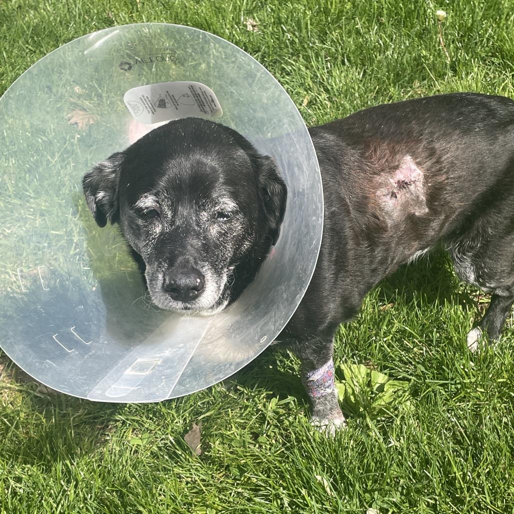 Enlarge Mabel, a Adoptable mixed breed in Northville, MI image 3/5