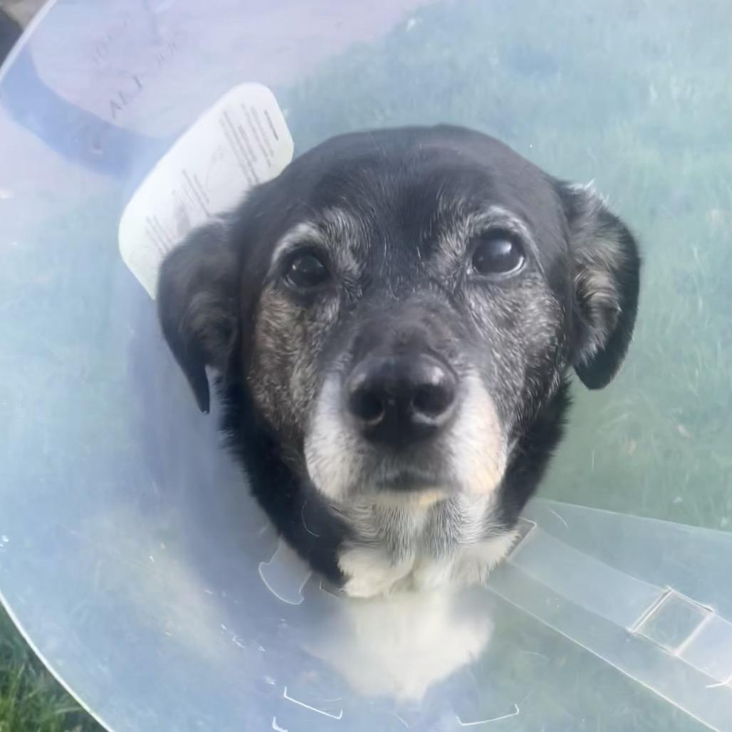 Enlarge Mabel, a Adoptable mixed breed in Northville, MI image 4/5