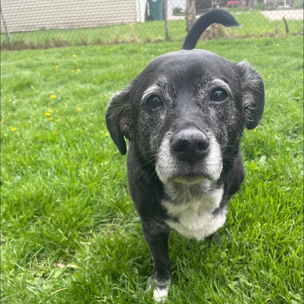 Enlarge Mabel, a Adoptable mixed breed in Northville, MI image 5/5