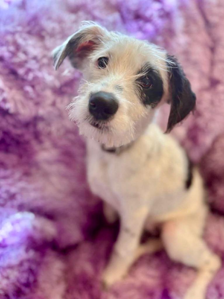 Franklin, Adopted, Puppy Male Wirehaired Terrier & Mixed Breed.