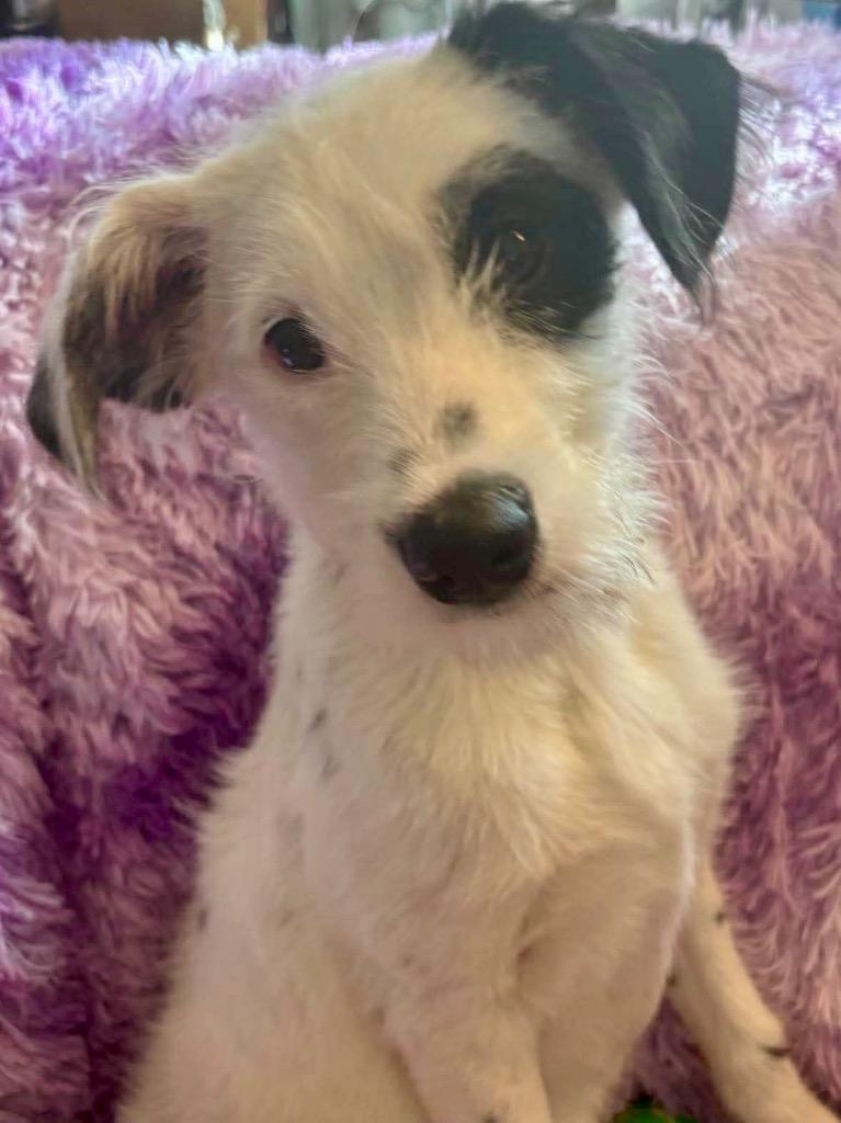 Enlarge Franklin, a Adopted mixed breed in Urbandale, IA image 2/2