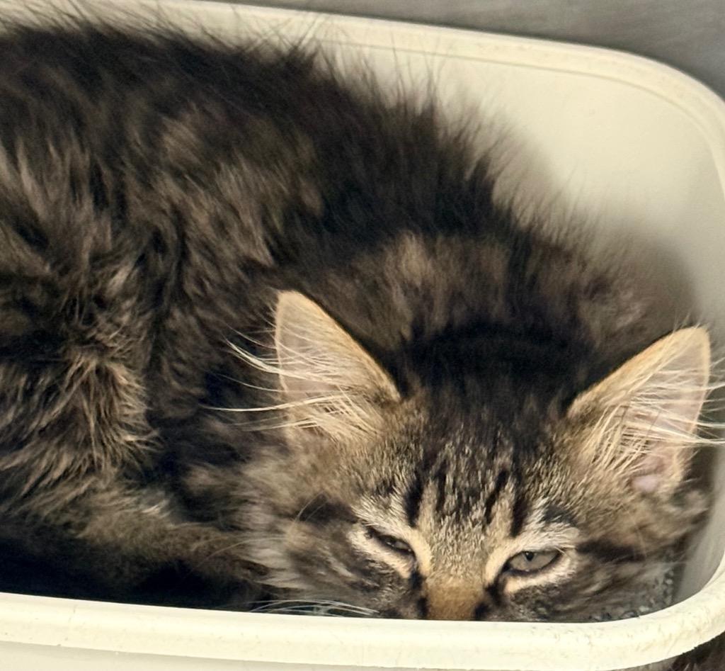 Eleanor, Adoptable, Kitten Female Domestic Medium Hair.