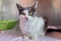 Angel, an adoptable Domestic Medium Hair in Woodland Hills, CA_image-1