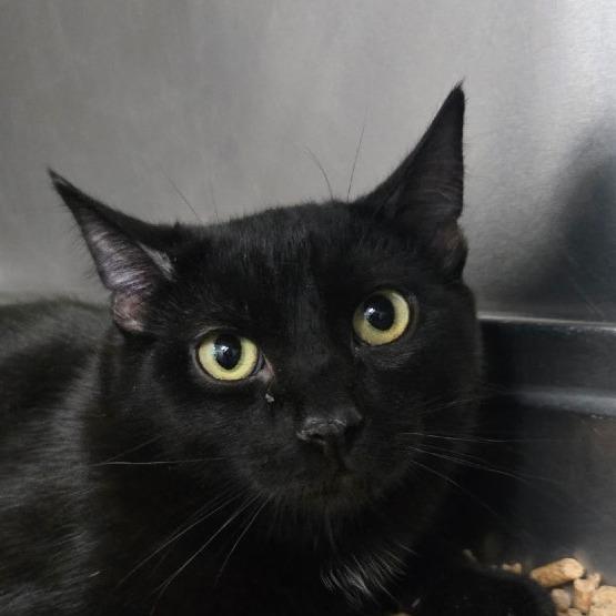 Jolly, Adoptable, Young Male Domestic Short Hair.