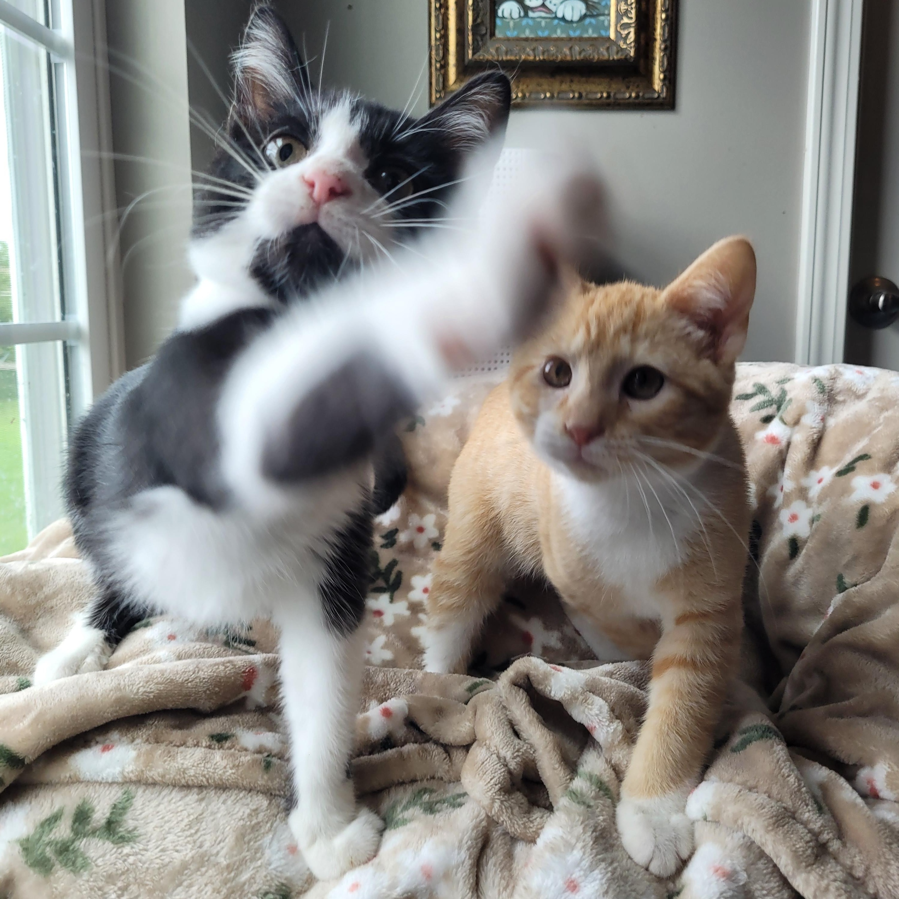 Enlarge Mufasa & Malcom, a ADOPTABLE Domestic Short Hair in Indianapolis, IN image 5/6
