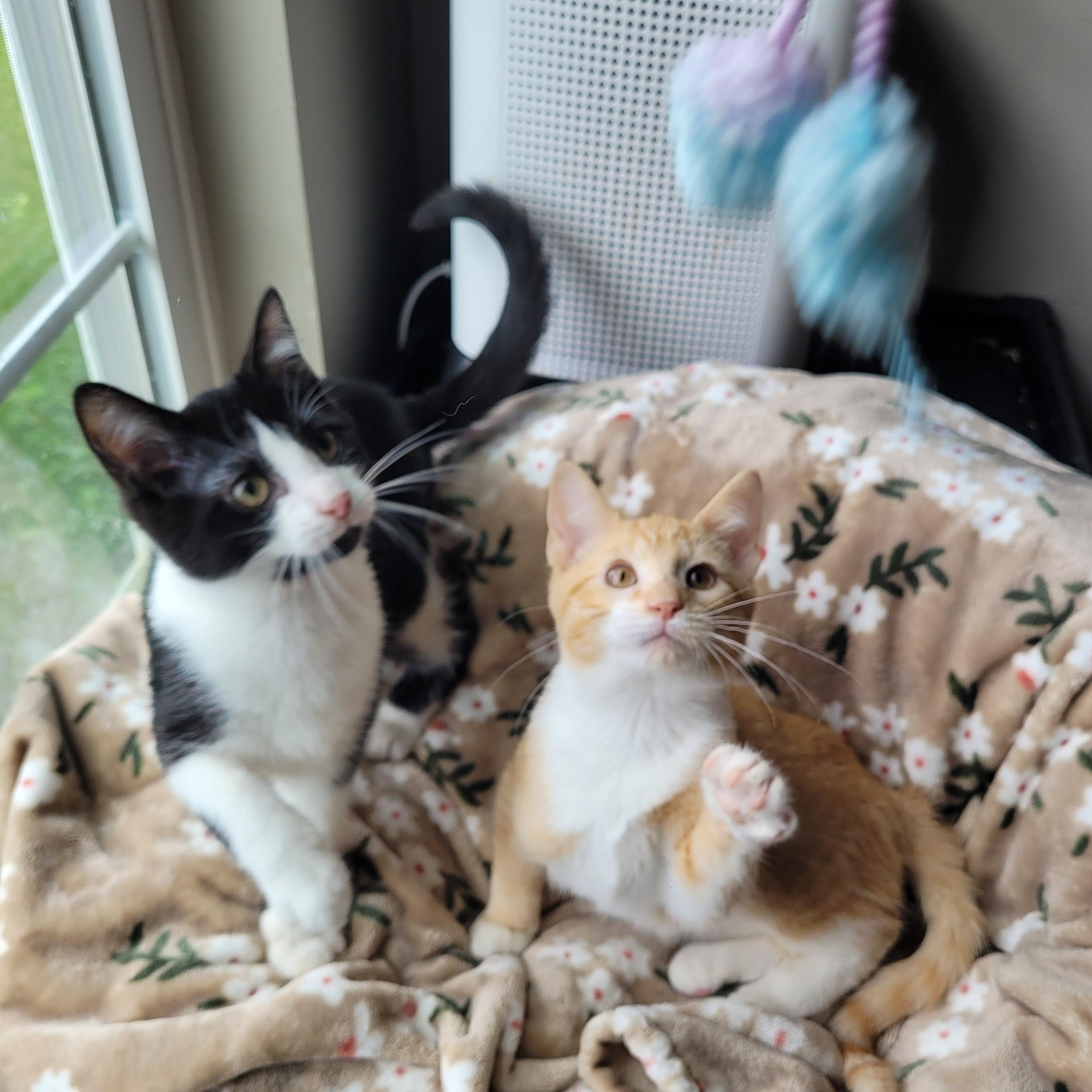 Enlarge Mufasa & Malcom, a ADOPTABLE Domestic Short Hair in Indianapolis, IN image 3/6