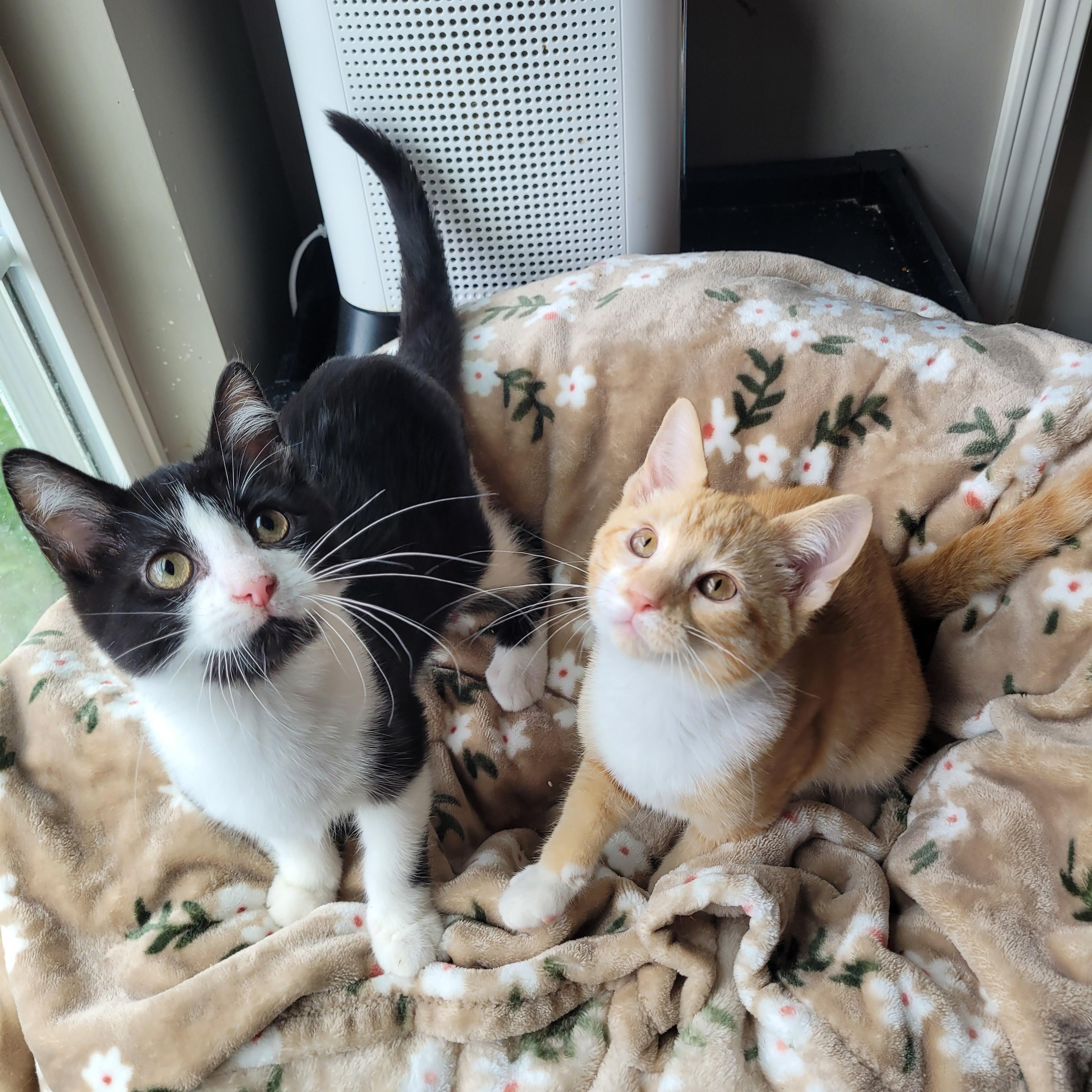 Enlarge Mufasa & Malcom, a ADOPTABLE Domestic Short Hair in Indianapolis, IN image 4/6