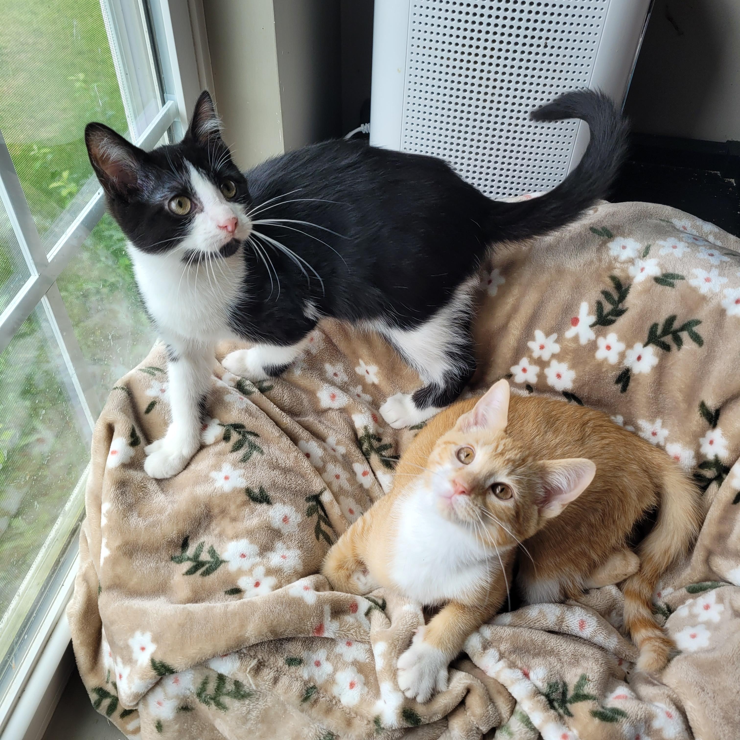 Mufasa & Malcom, ADOPTABLE, Kitten Male Domestic Short Hair.