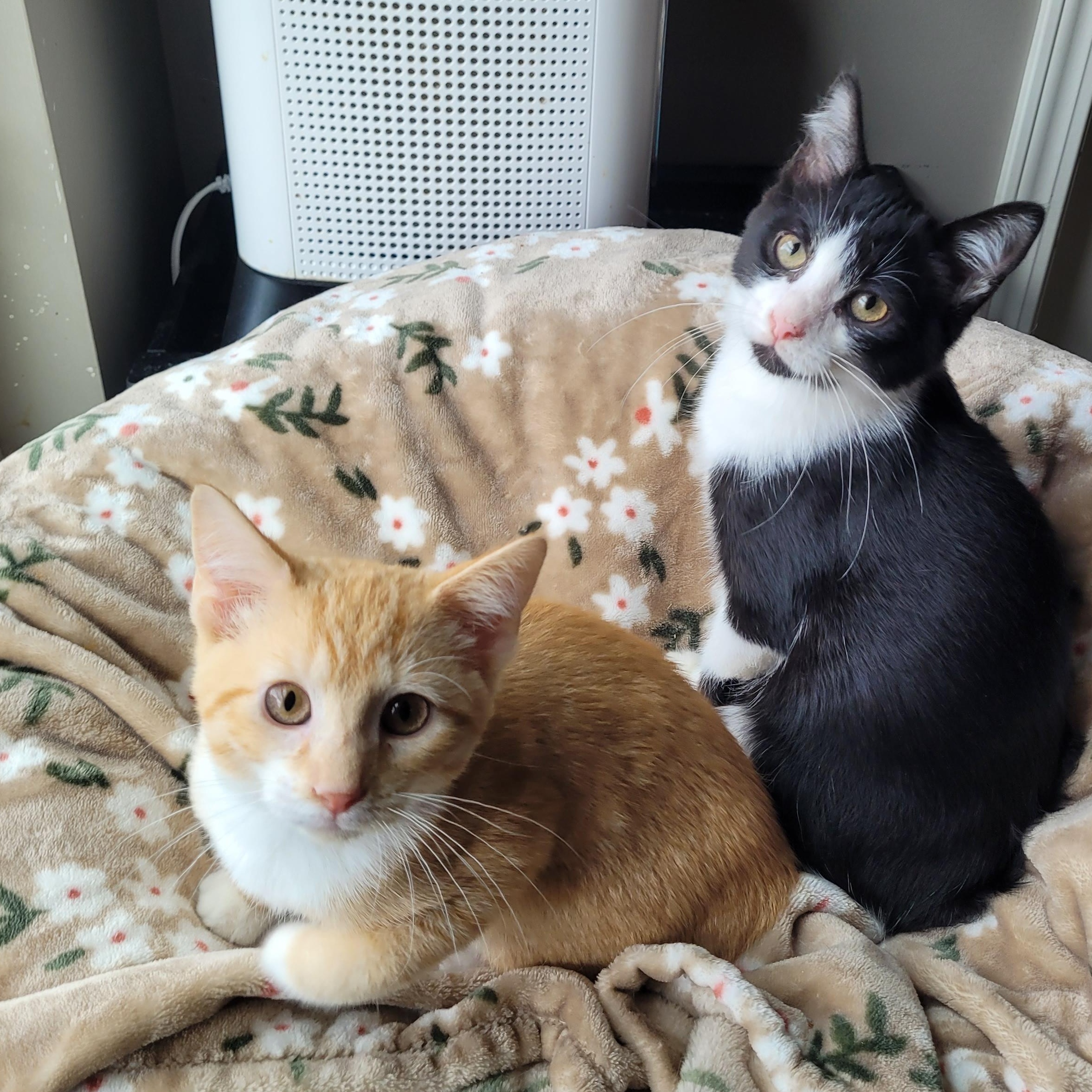 Enlarge Mufasa & Malcom, a ADOPTABLE Domestic Short Hair in Indianapolis, IN image 6/6