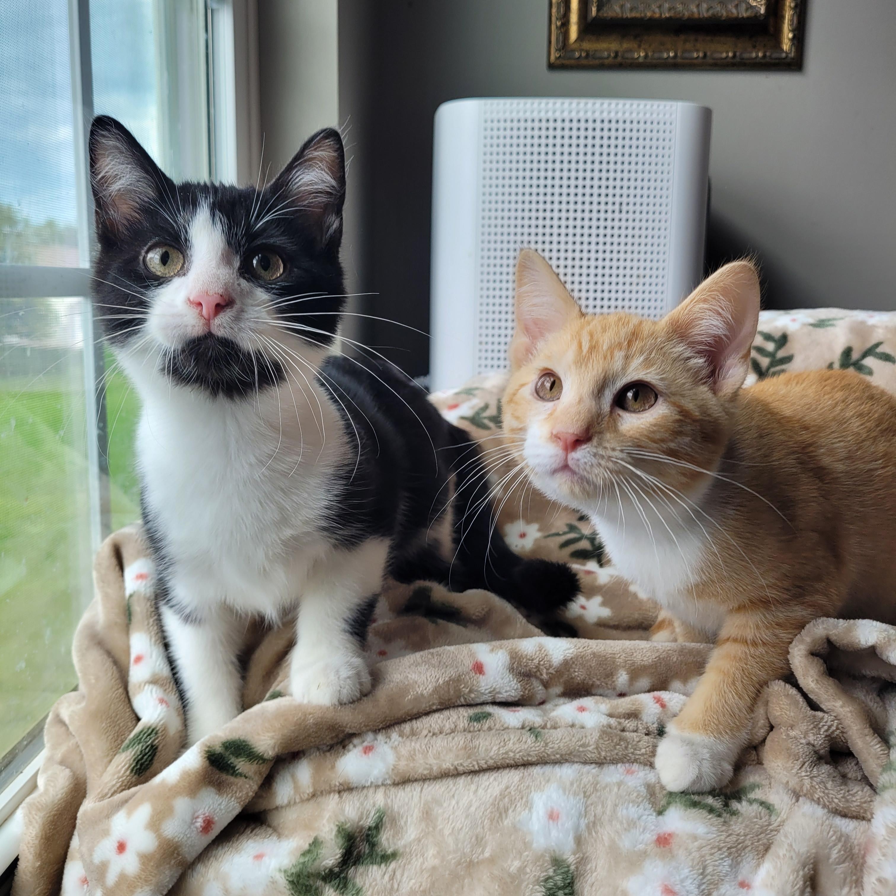 Enlarge Mufasa & Malcom, a ADOPTABLE Domestic Short Hair in Indianapolis, IN image 2/6