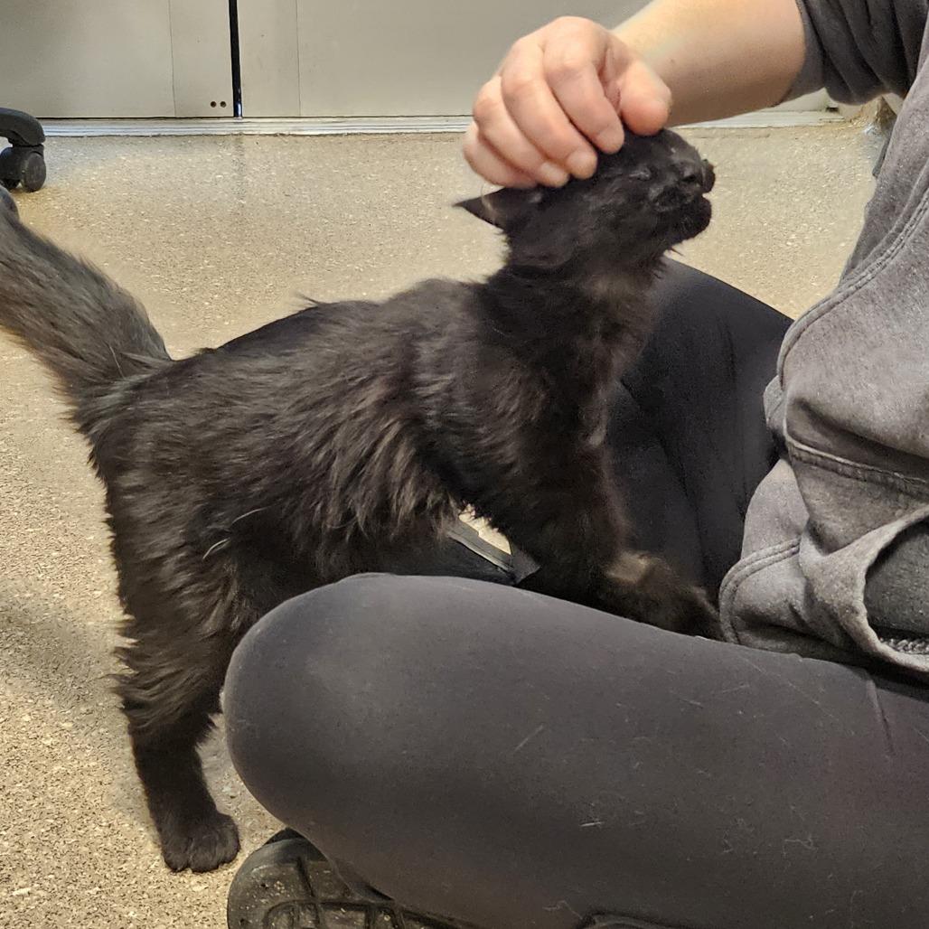 Love Bug, Adoptable, Young Female Domestic Medium Hair.