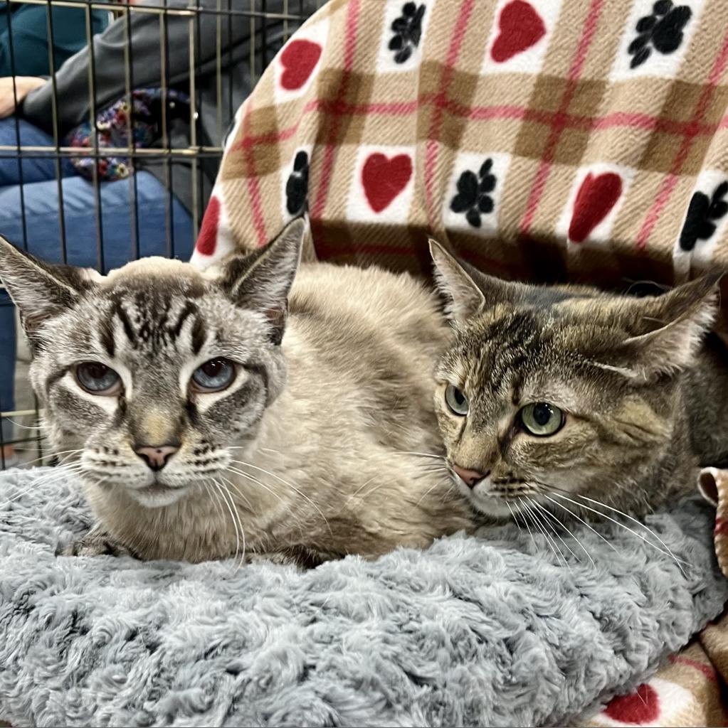 Enlarge Minnie, a Adoptable American Shorthair in Temecula, CA image 1/6