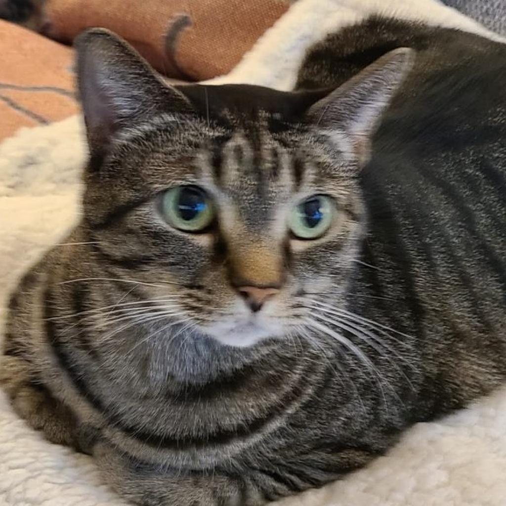 Enlarge Minnie, a Adoptable American Shorthair in Temecula, CA image 2/6