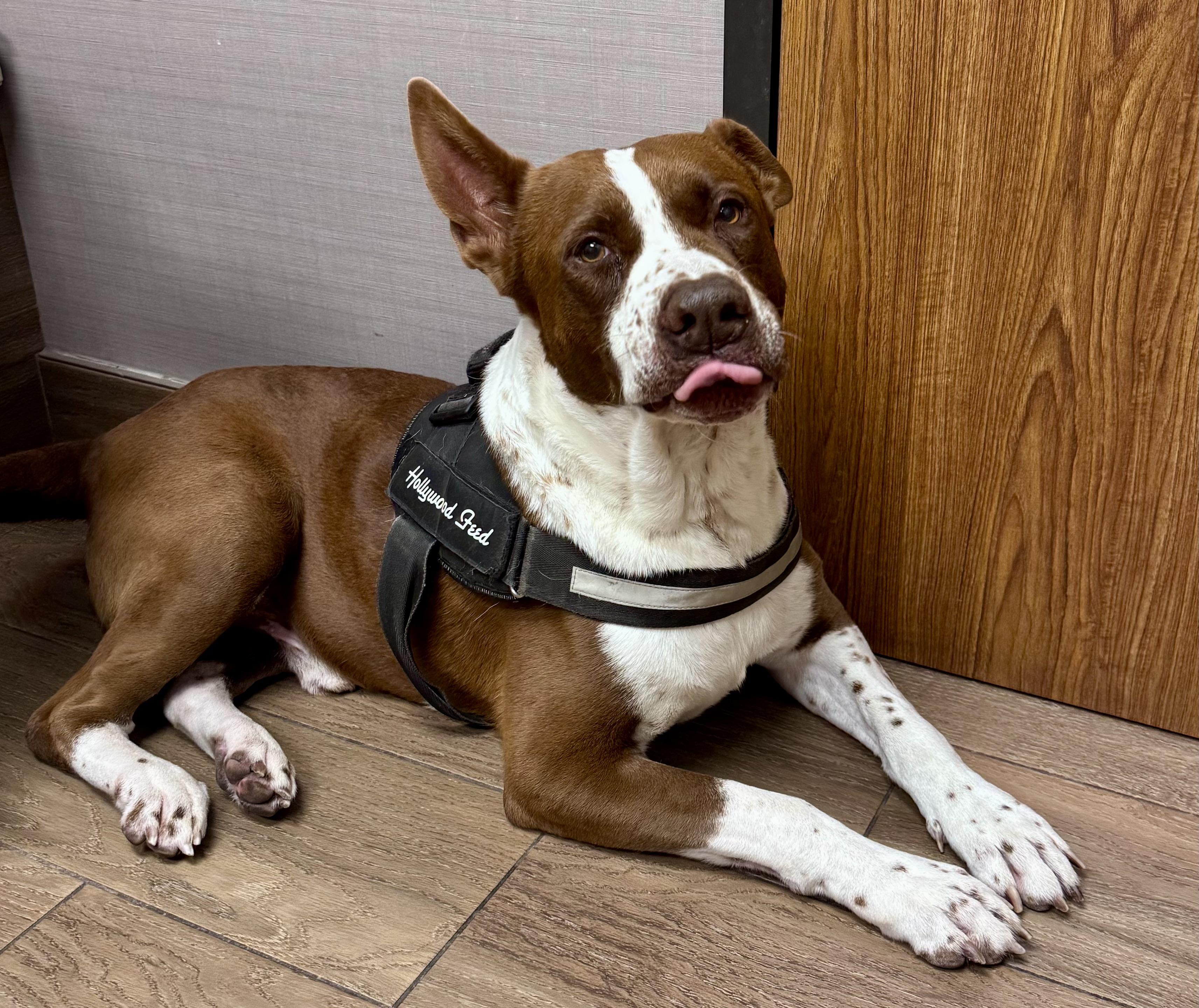 Enlarge Brutus, a ADOPTABLE mixed breed in Cypress, TX image 6/6