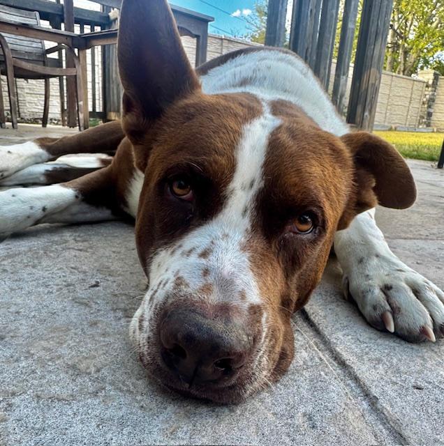 Brutus, ADOPTABLE, Adult Male Pit Bull Terrier.