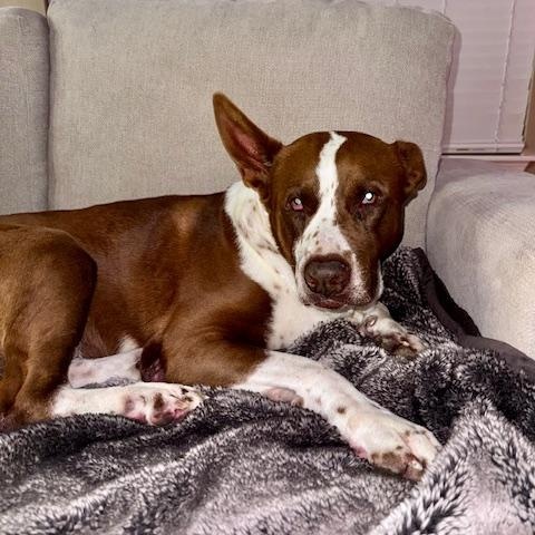 Enlarge Brutus, a ADOPTABLE mixed breed in Cypress, TX image 4/6