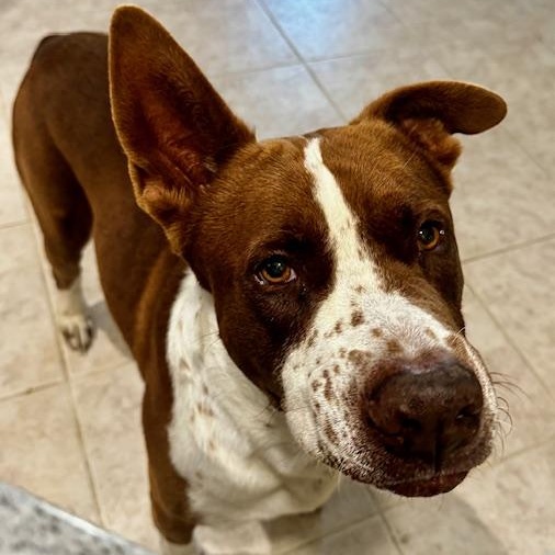 Enlarge Brutus, a ADOPTABLE mixed breed in Cypress, TX image 3/6