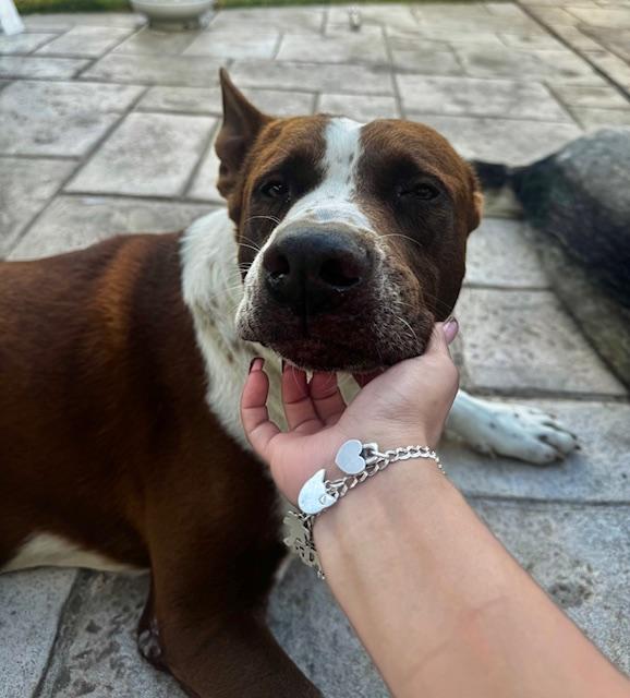 Enlarge Brutus, a ADOPTABLE mixed breed in Cypress, TX image 5/6