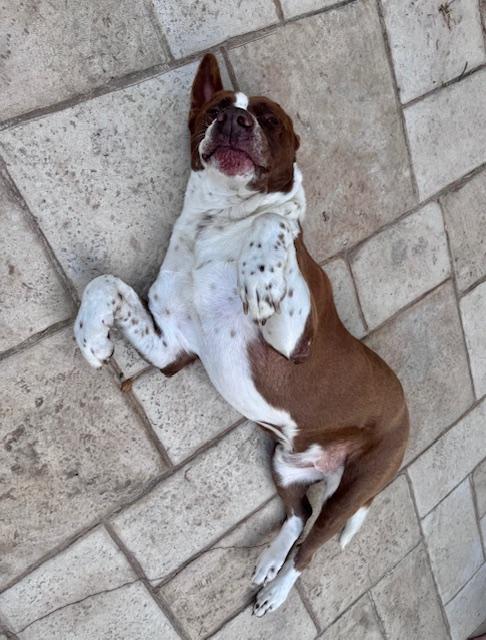 Enlarge Brutus, a ADOPTABLE mixed breed in Cypress, TX image 6/6