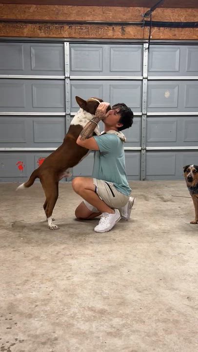 Enlarge Brutus, a ADOPTABLE mixed breed in Cypress, TX video 5/6