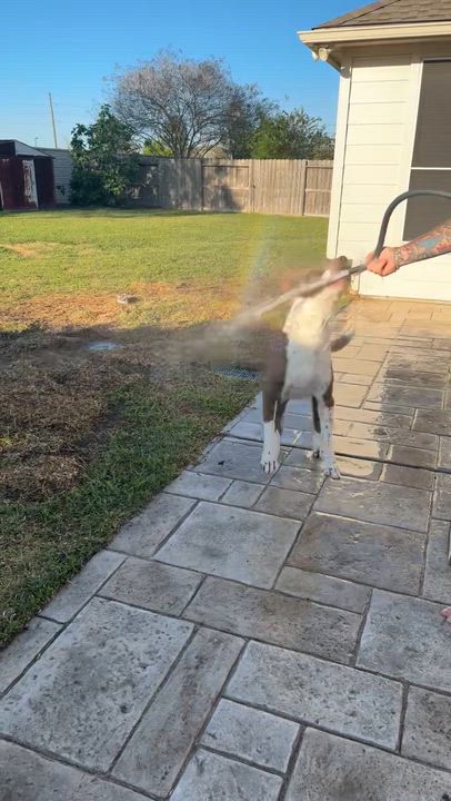 Enlarge Brutus, a ADOPTABLE mixed breed in Cypress, TX video 6/6