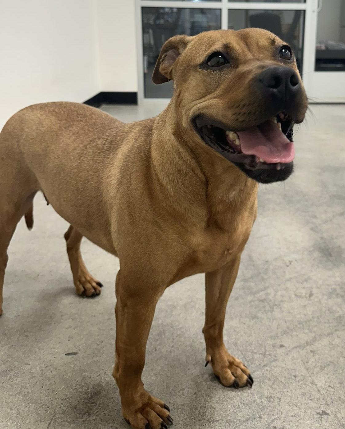 Enlarge Yosemite, a Adoptable mixed breed in PHILADELPHIA, TN image 1/1