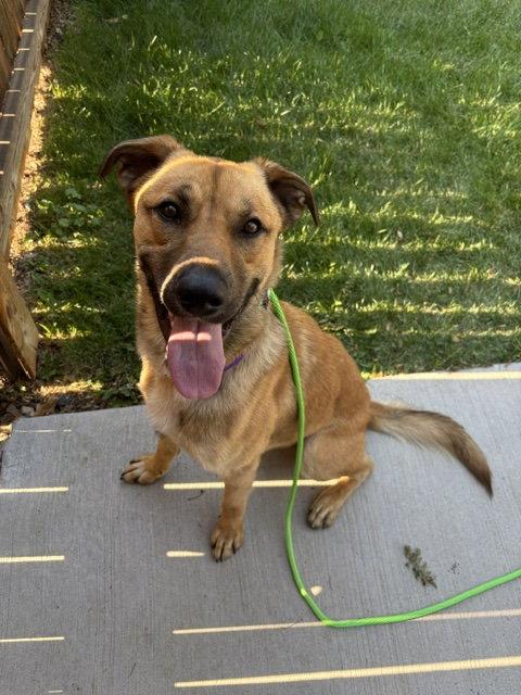 Keanu #3, Adoptable, Adult Male German Shepherd Dog & Golden Retriever.