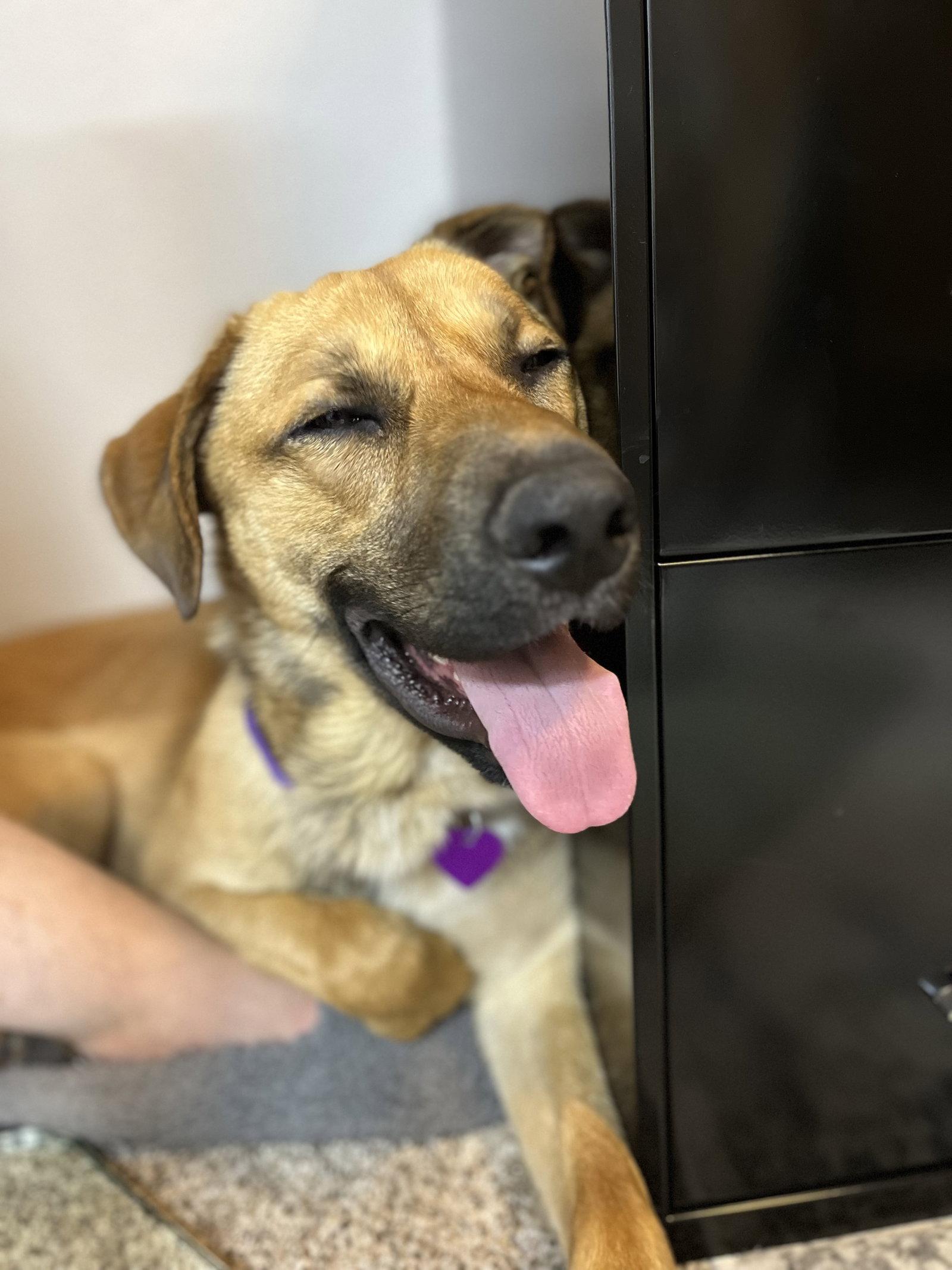Keanu #3, a Adoptable mixed breed in Aurora, CO image 3/3