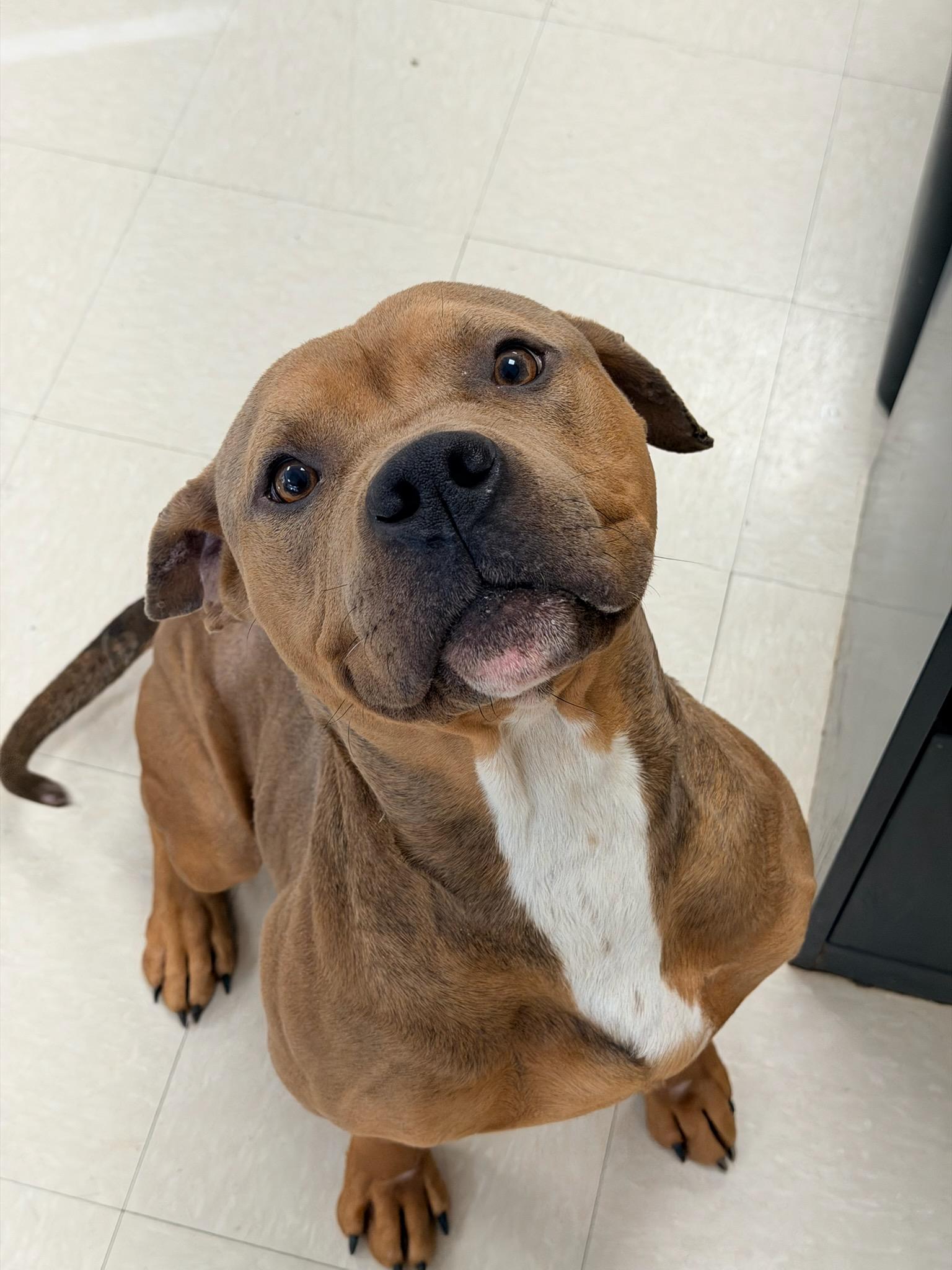 Valentine , a ADOPTABLE Pit Bull Terrier in Clayton, NJ image 1/2