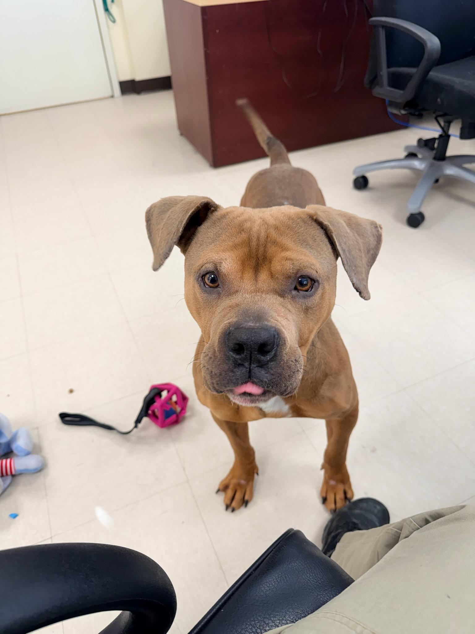 Valentine , a ADOPTABLE Pit Bull Terrier in Clayton, NJ image 2/2