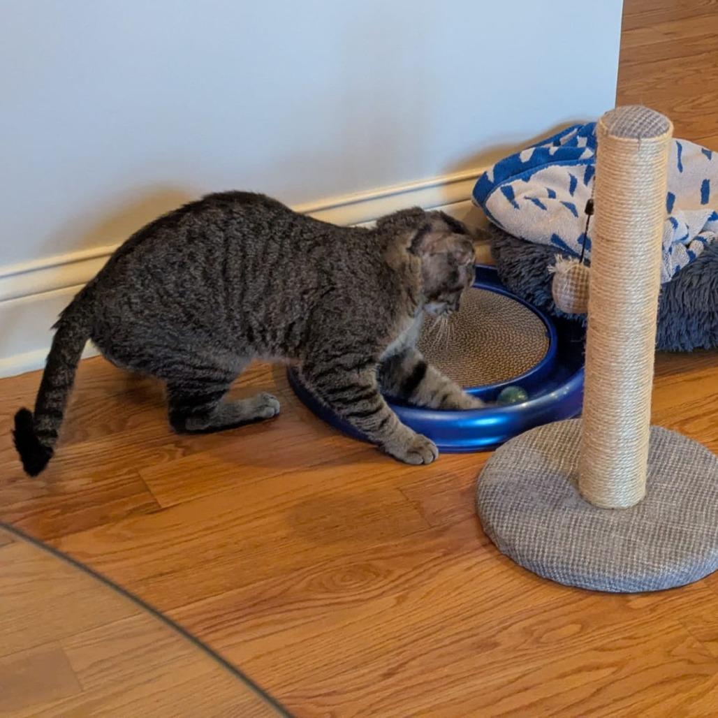 AJ (Archie), Adoptable, Adult Male Domestic Short Hair.