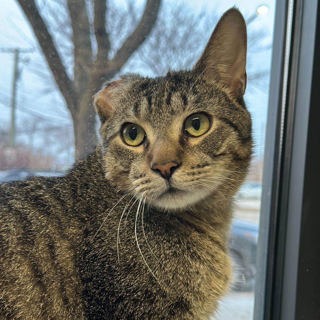 AJ (Archie) — thumbnail 2