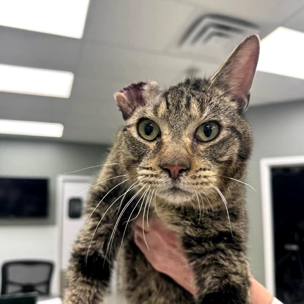 AJ (Archie) — thumbnail 3