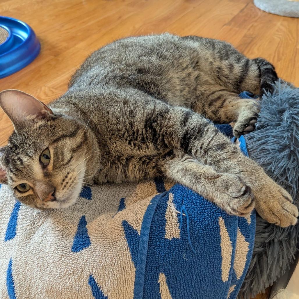 AJ (Archie), a Adoptable Domestic Short Hair in Skokie, IL image 4/6