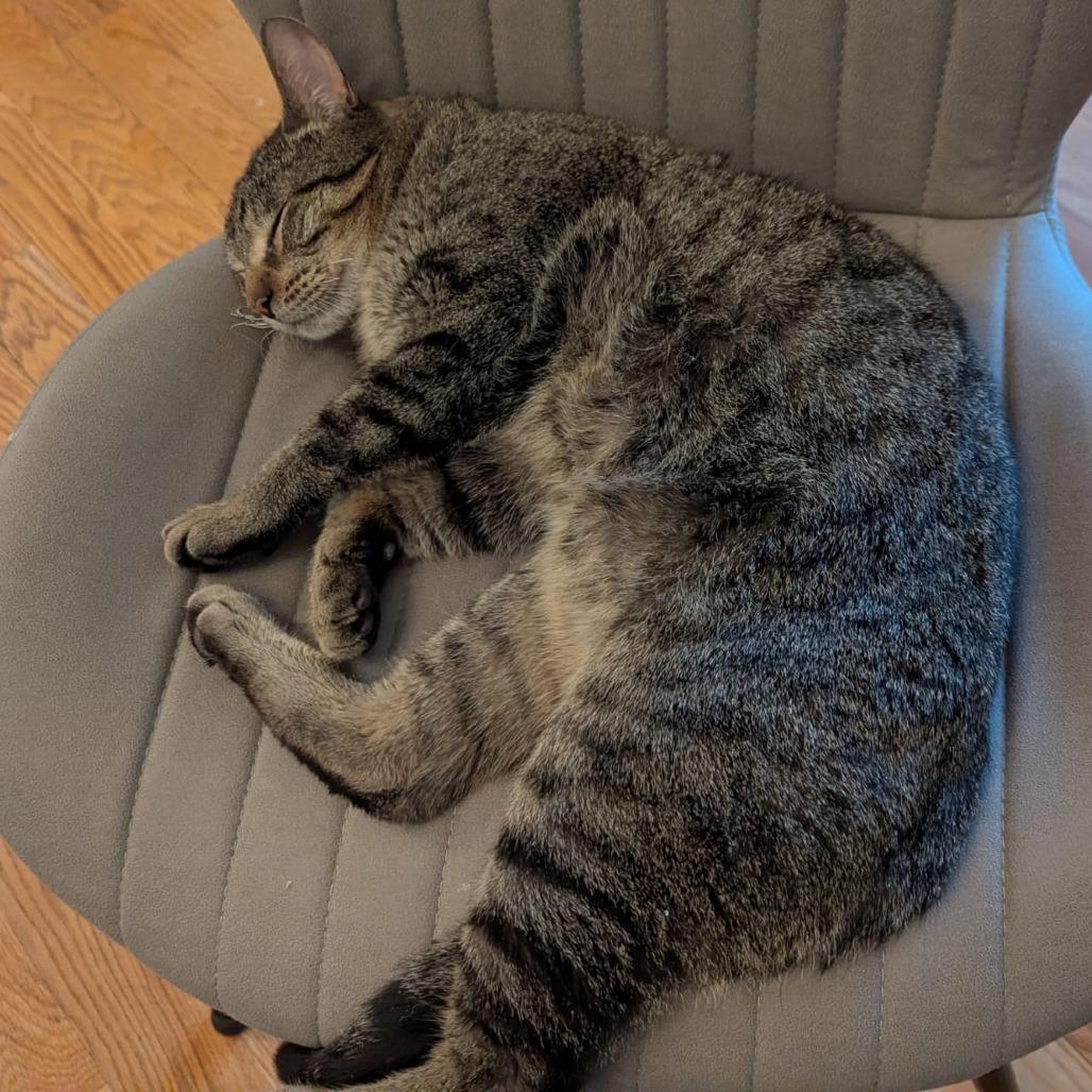 AJ (Archie), a Adoptable Domestic Short Hair in Skokie, IL image 5/6