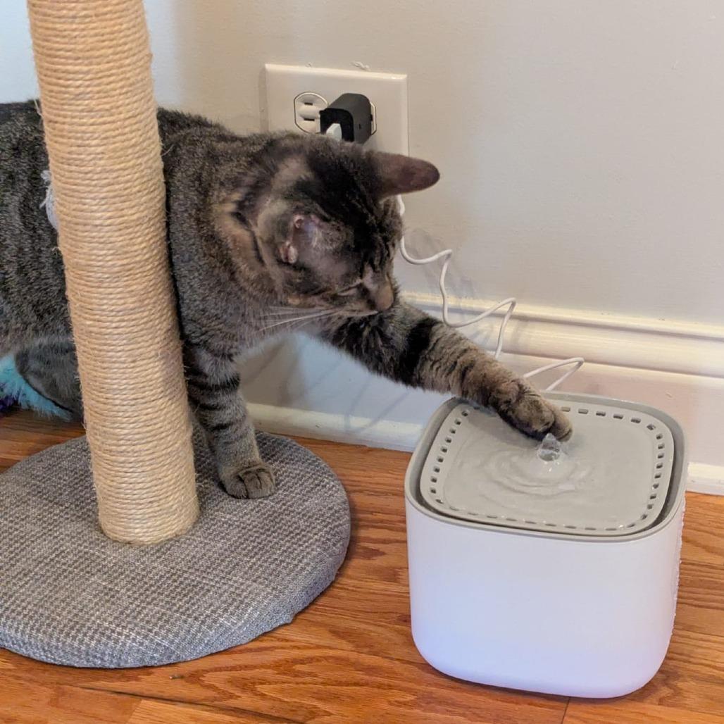 AJ (Archie) — thumbnail 6