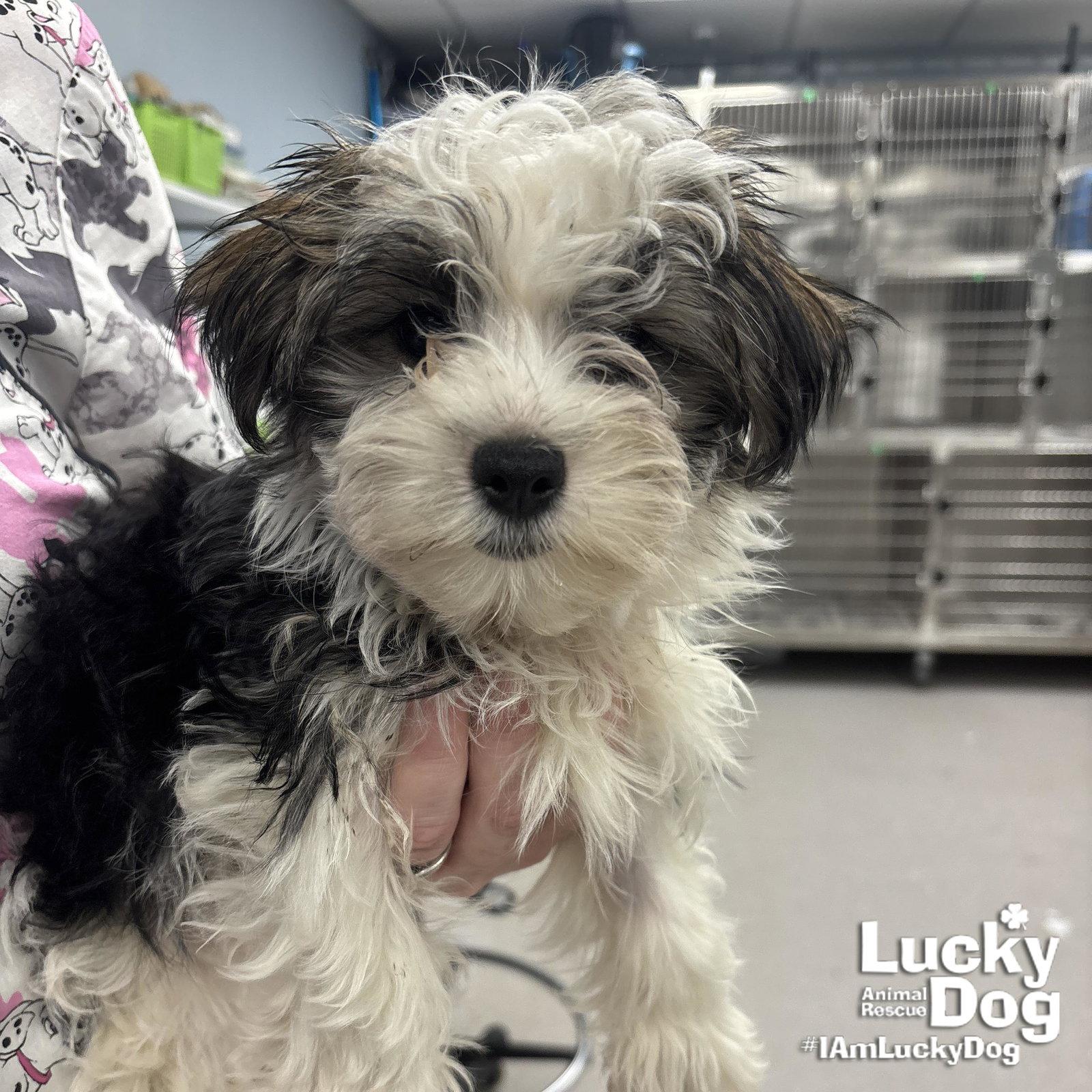 Mickey, a Adopted Shih Tzu in Washington, DC image 1/3