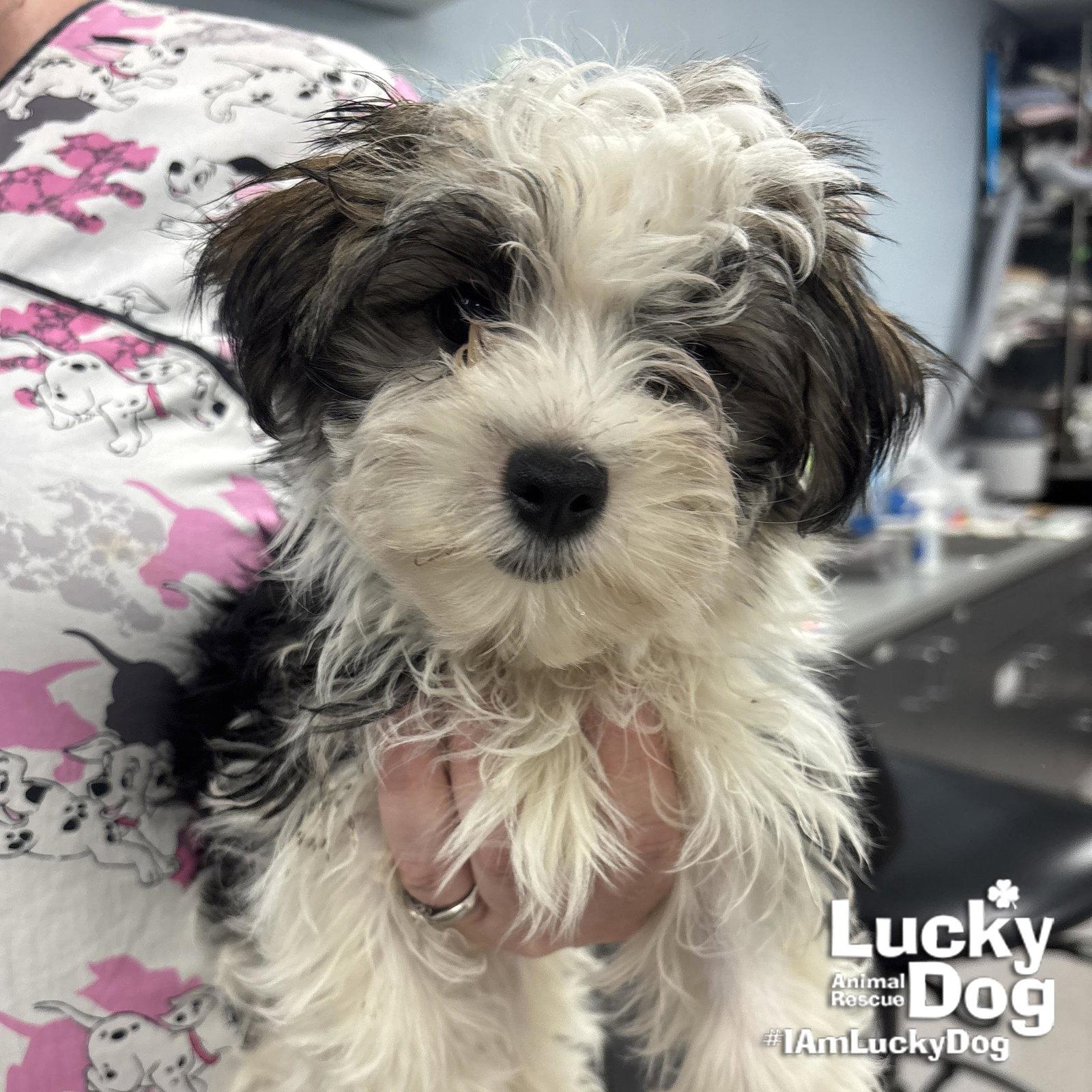 Mickey, a Adopted Shih Tzu in Washington, DC image 2/3
