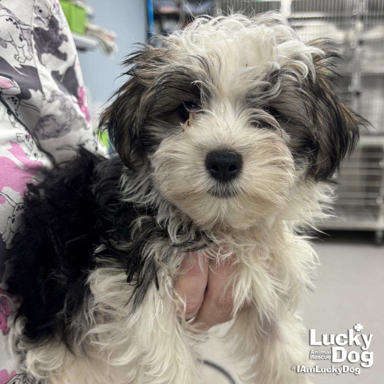 Mickey, a Adopted Shih Tzu in Washington, DC image 3/3