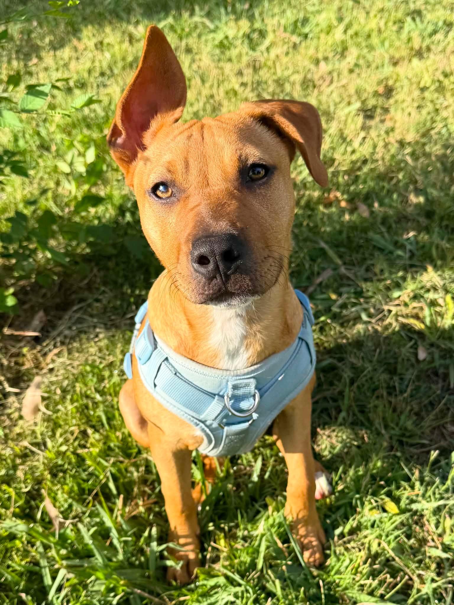 Enlarge Graham, a ADOPTABLE mixed breed in Yuba City, CA image 2/2