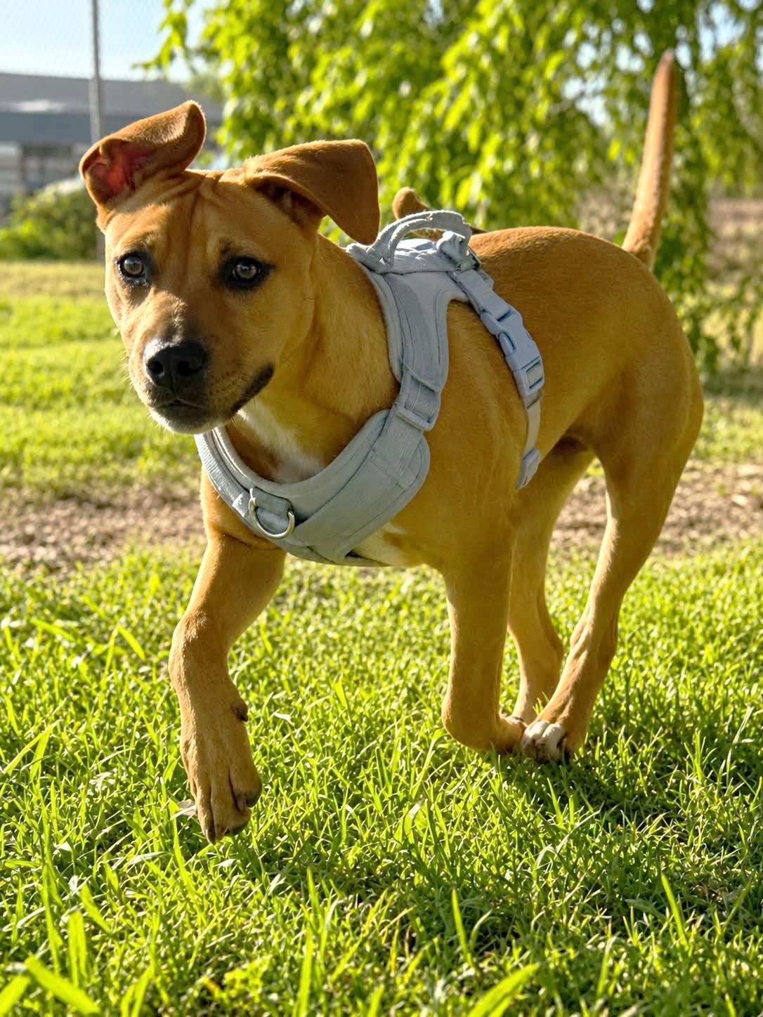 Graham, ADOPTABLE, Puppy Male Pit Bull Terrier.