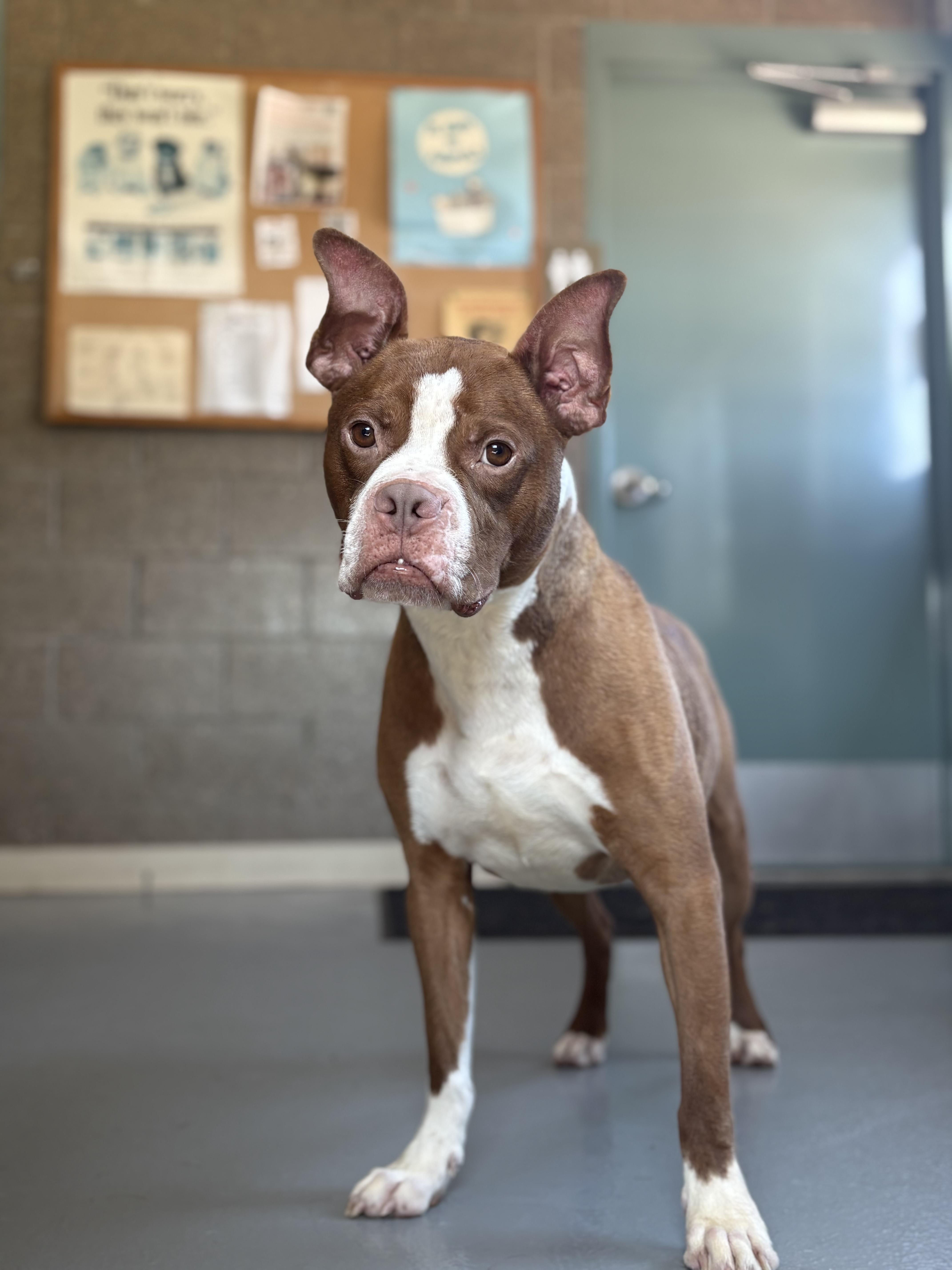 Enlarge Chatter, a Adoptable mixed breed in Zimmerman, MN image 1/6