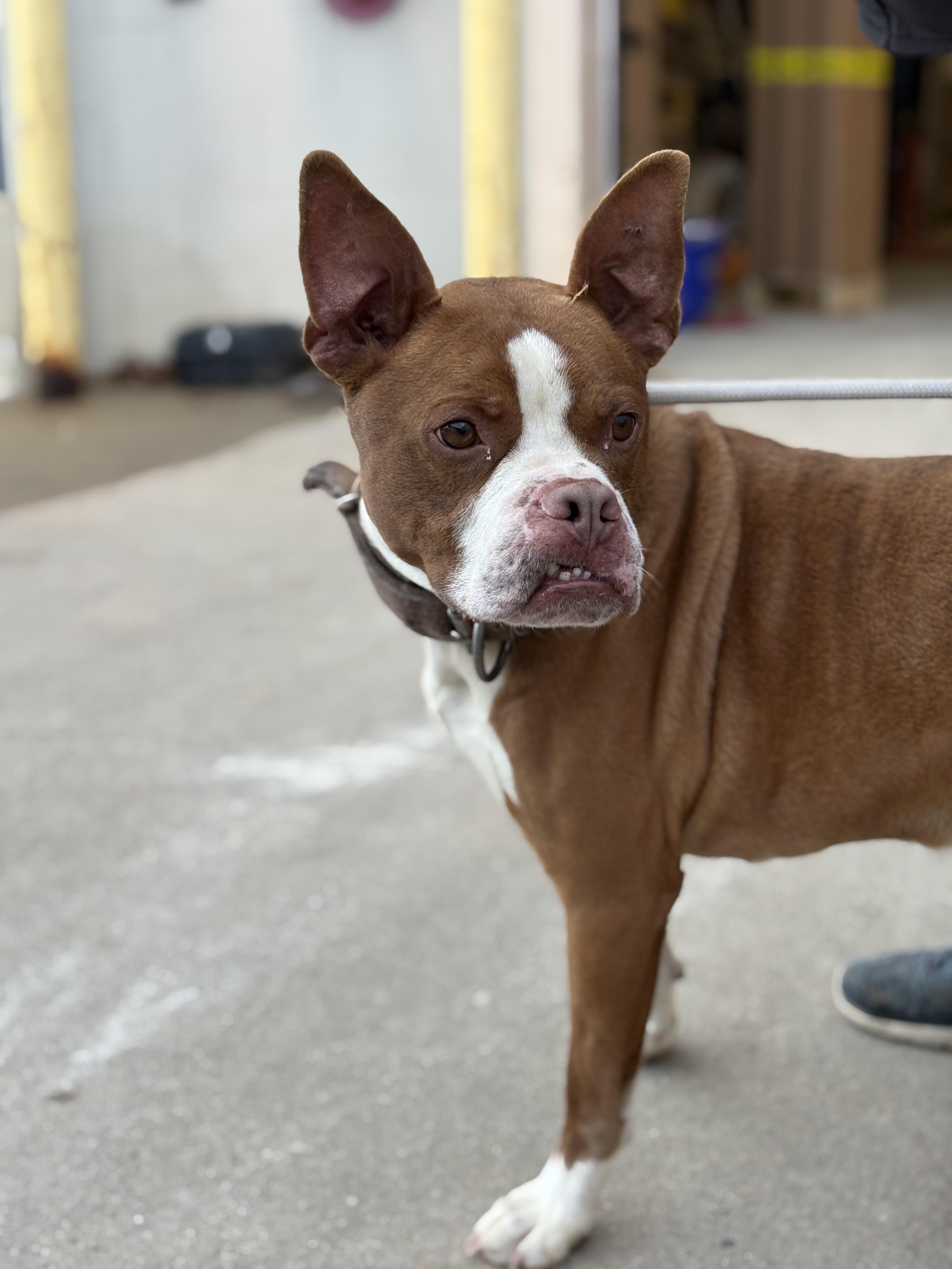 Enlarge Chatter, a Adoptable mixed breed in Zimmerman, MN image 1/4