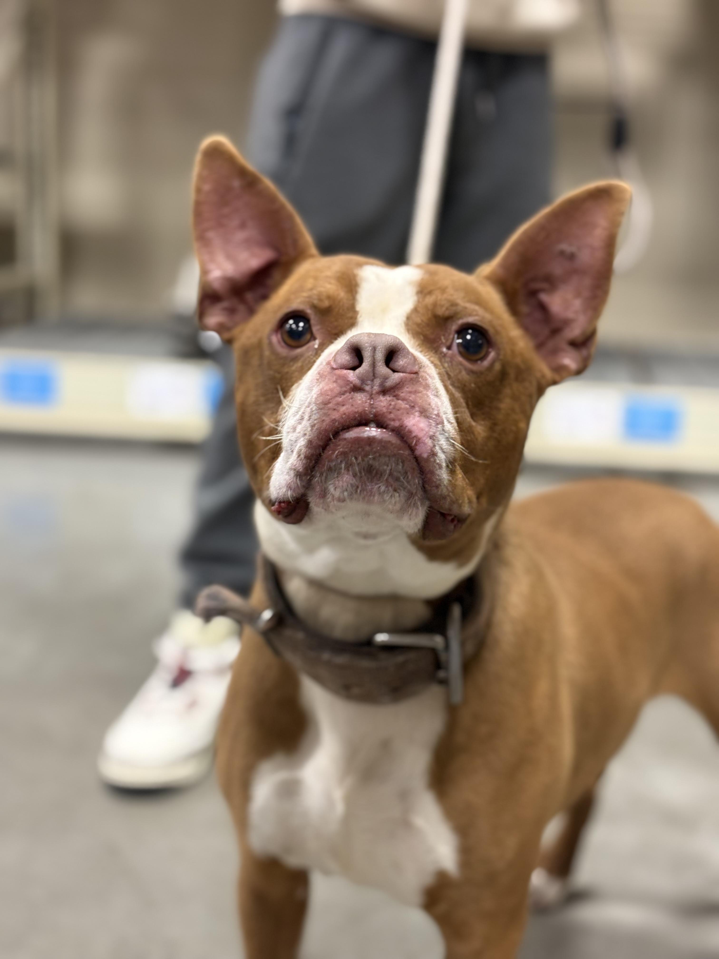 Enlarge Chatter, a Adoptable mixed breed in Zimmerman, MN image 4/4