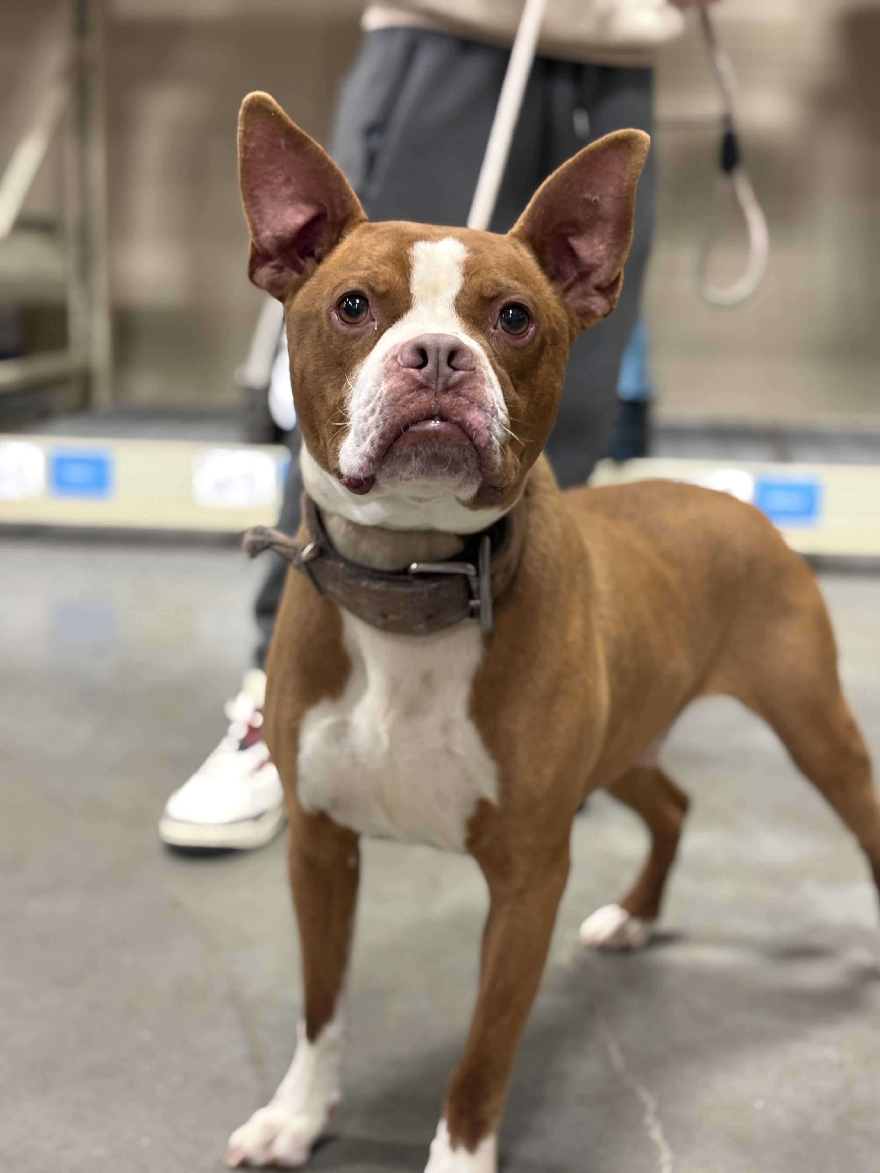 Enlarge Chatter, a Adoptable mixed breed in Zimmerman, MN image 3/4